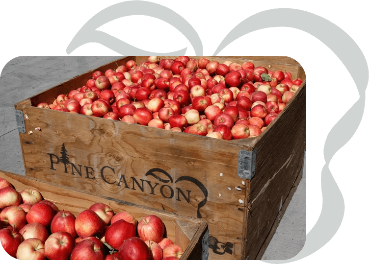 A wooden crate filled with red apples next to a pile of green apples.