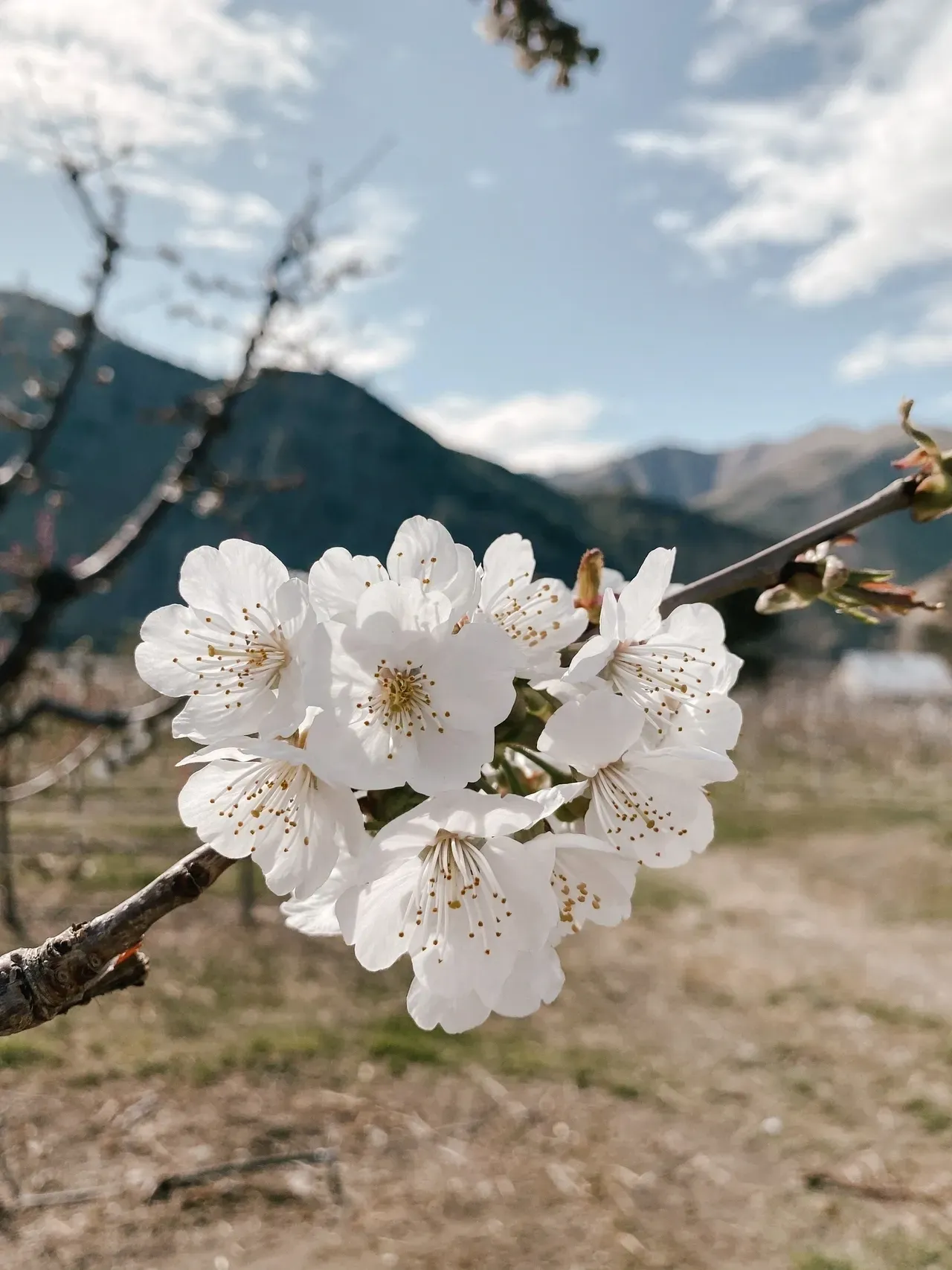 A close up of some flowers on a tree