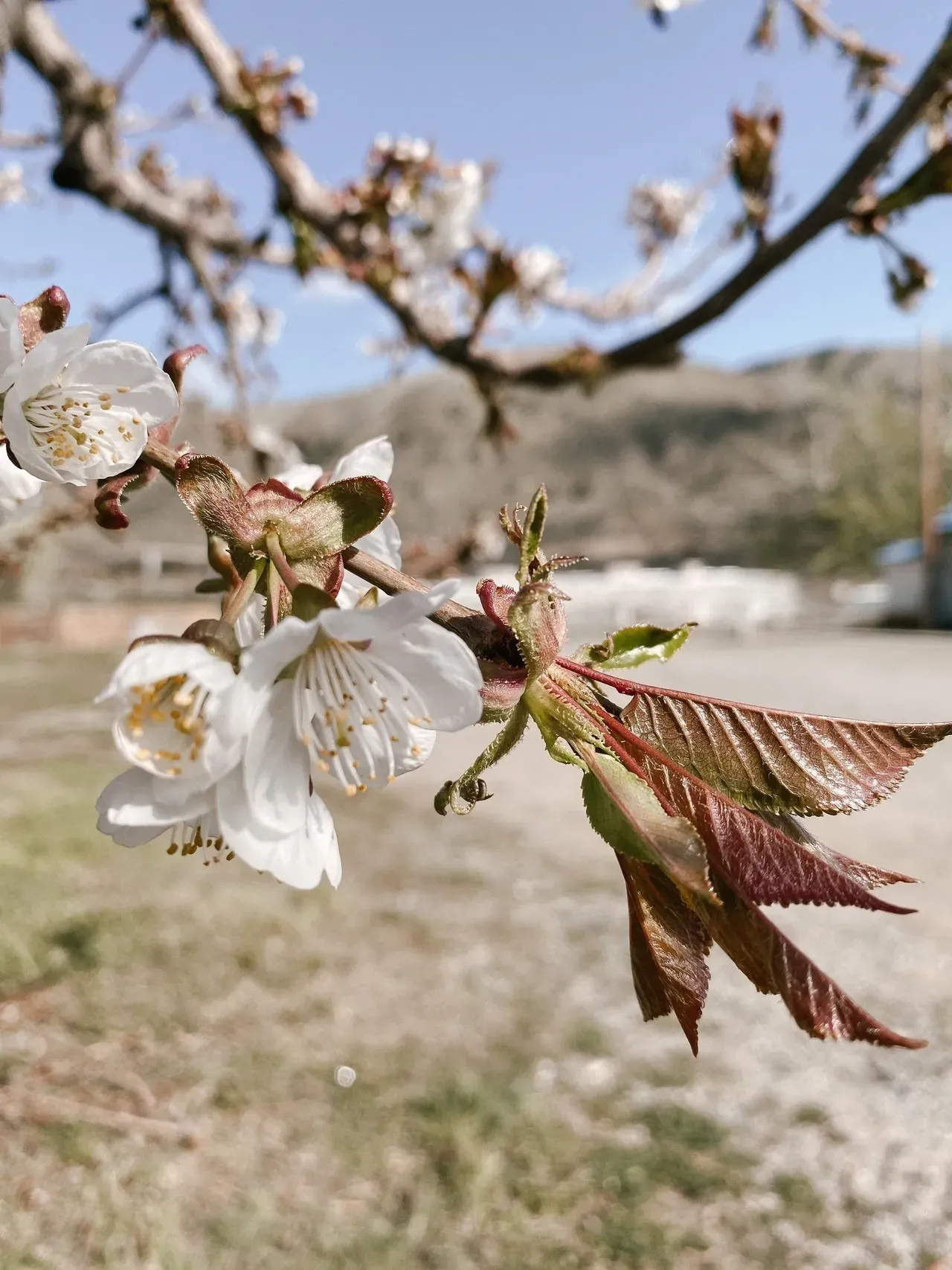 A close up of some flowers on a tree