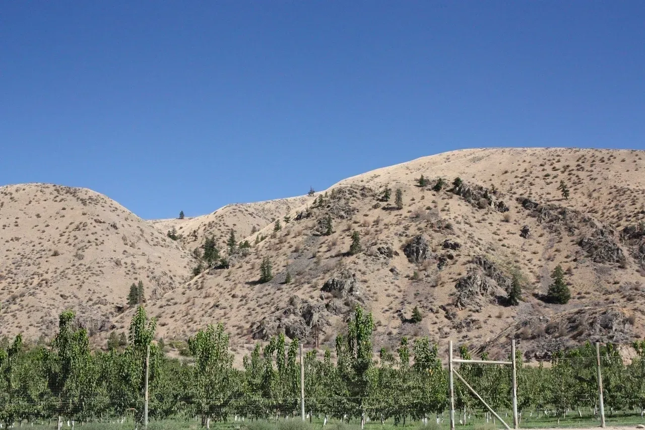 A view of trees and mountains from the side.