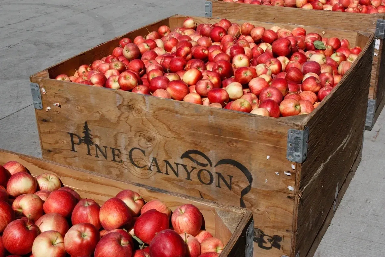 A pile of apples sitting on top of a table.