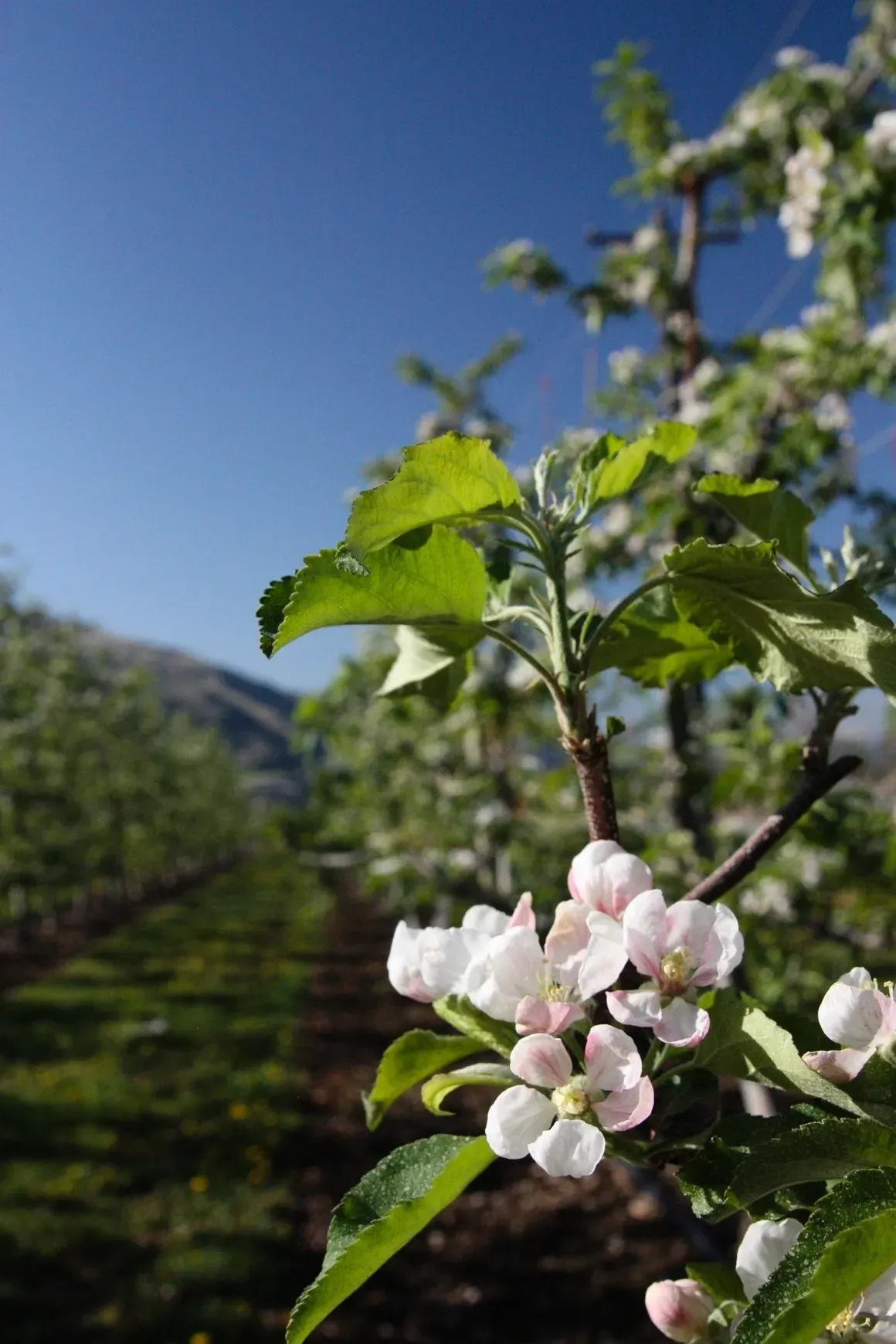 A close up of some flowers in the middle of an orchard