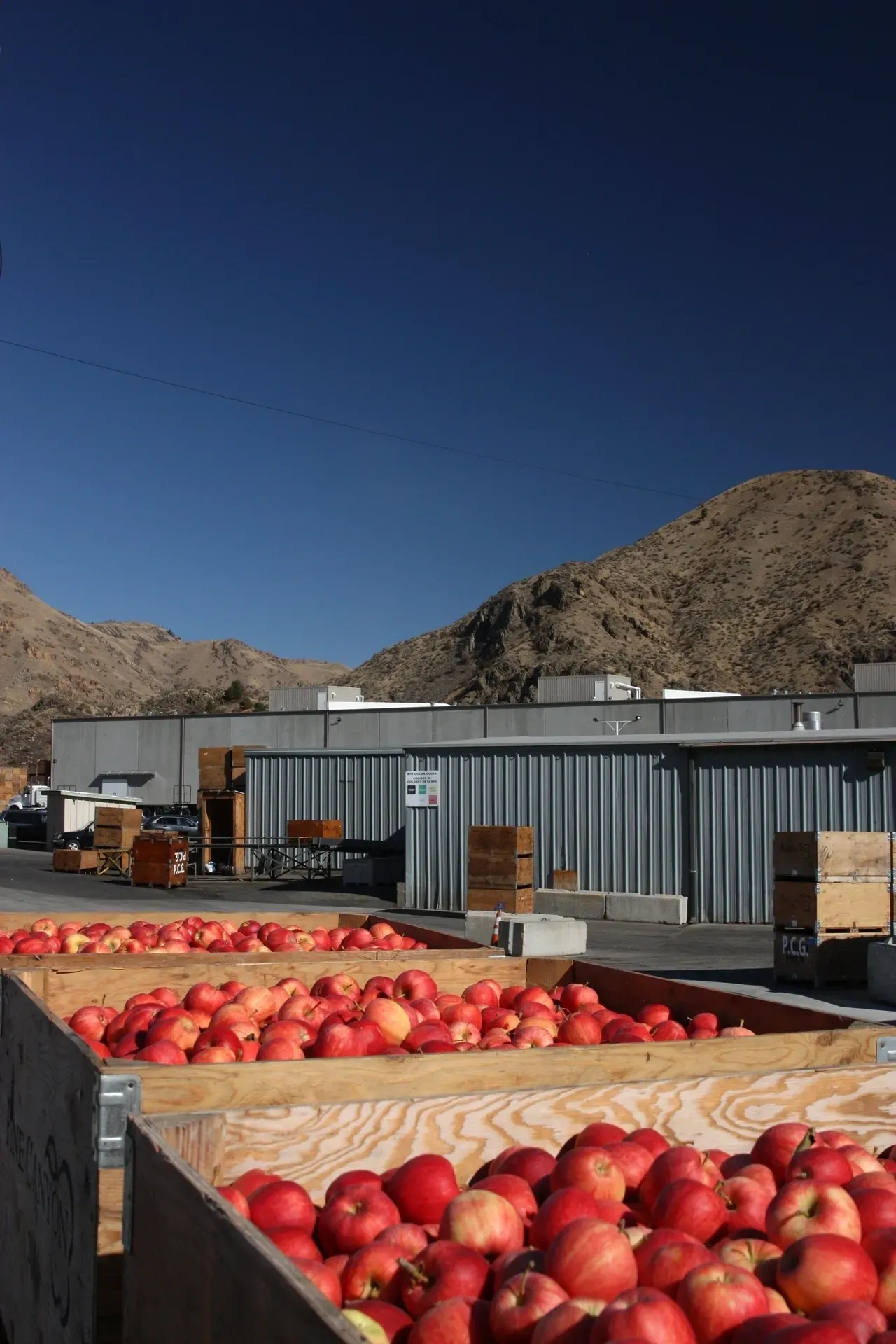 A bunch of apples are in crates outside